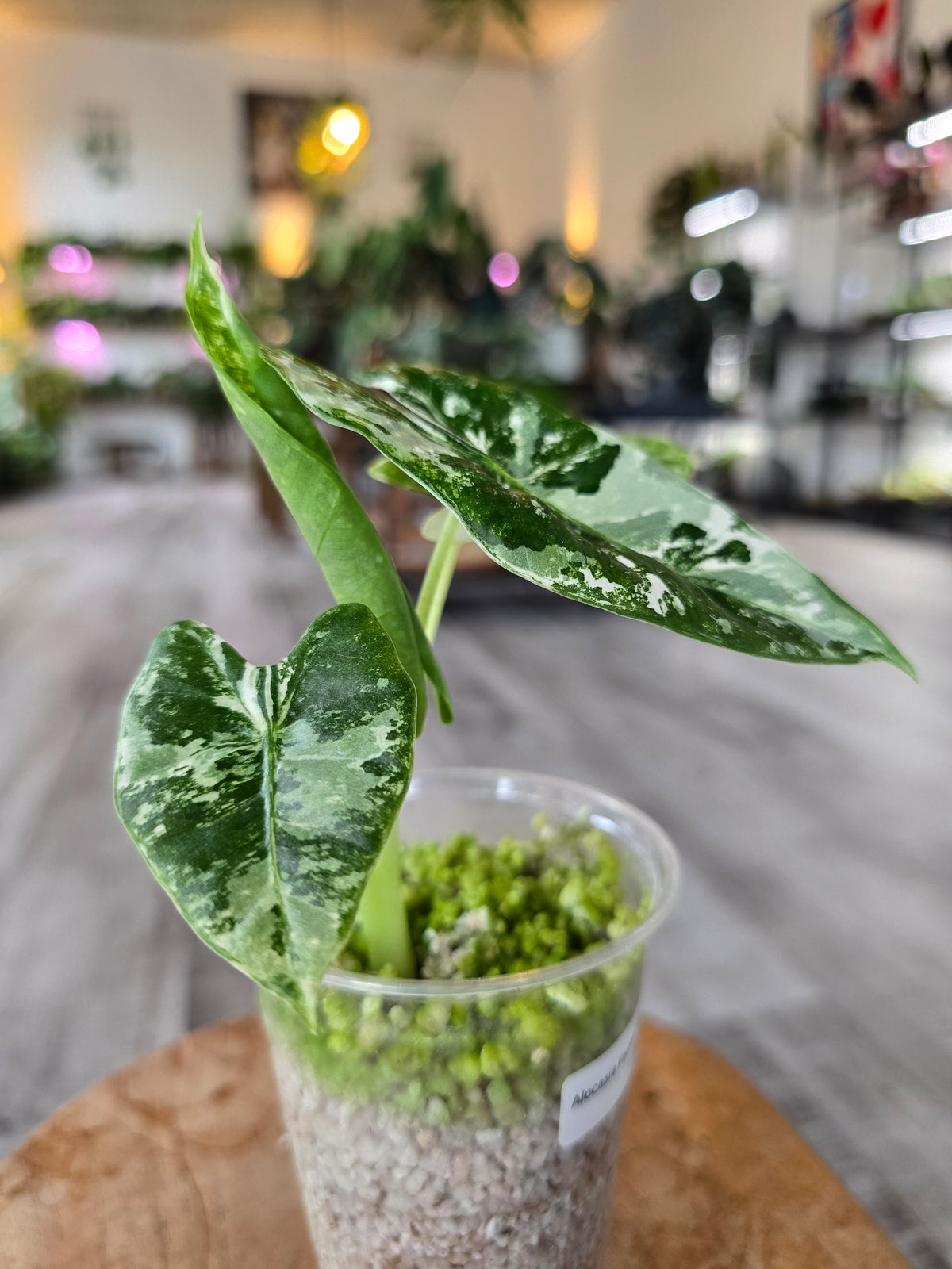 Alocasia Frydek variegata (JP)