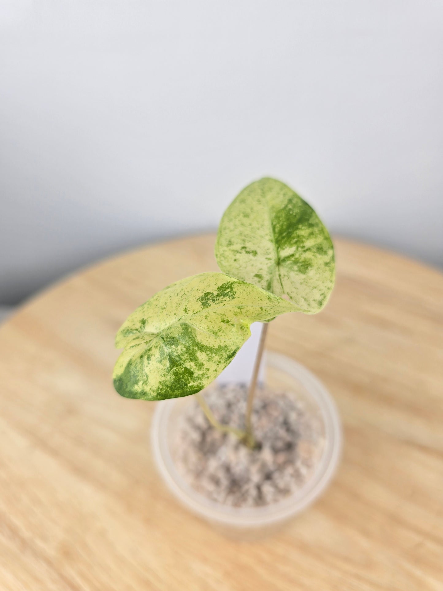 Alocasia Macrorrhiza splash (JP)