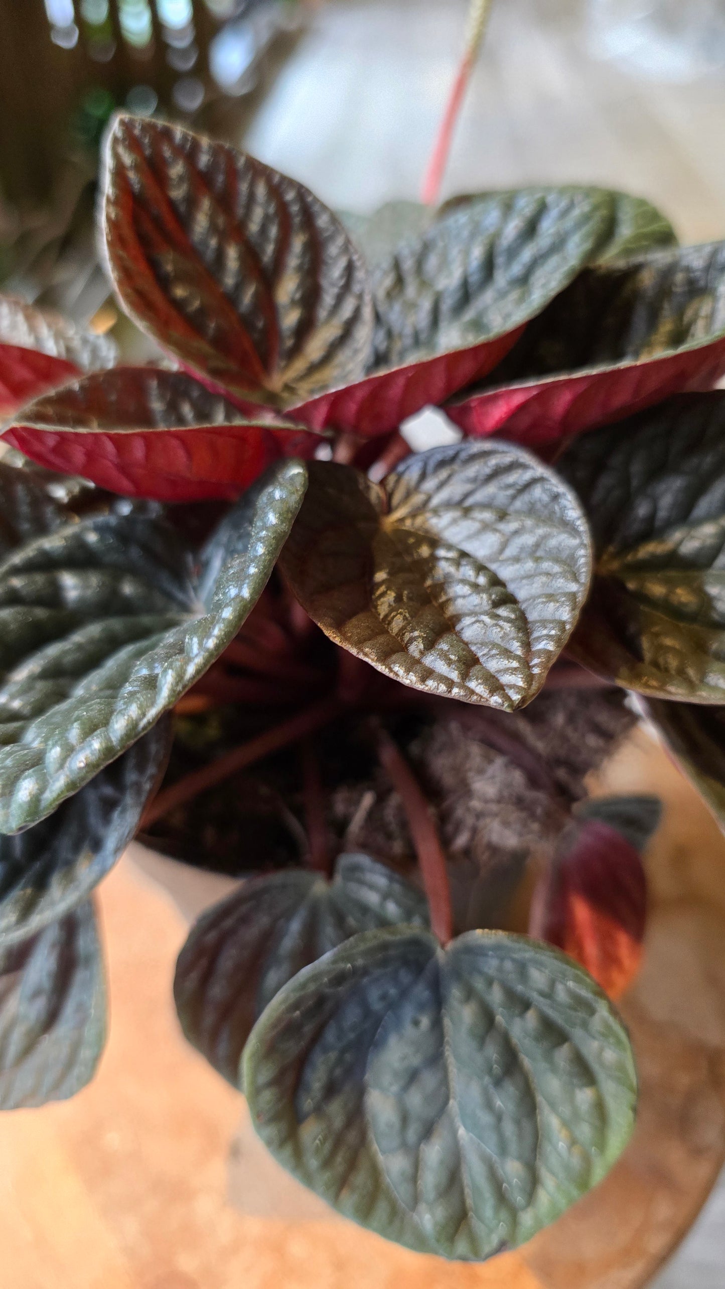 Peperomia Chocolate