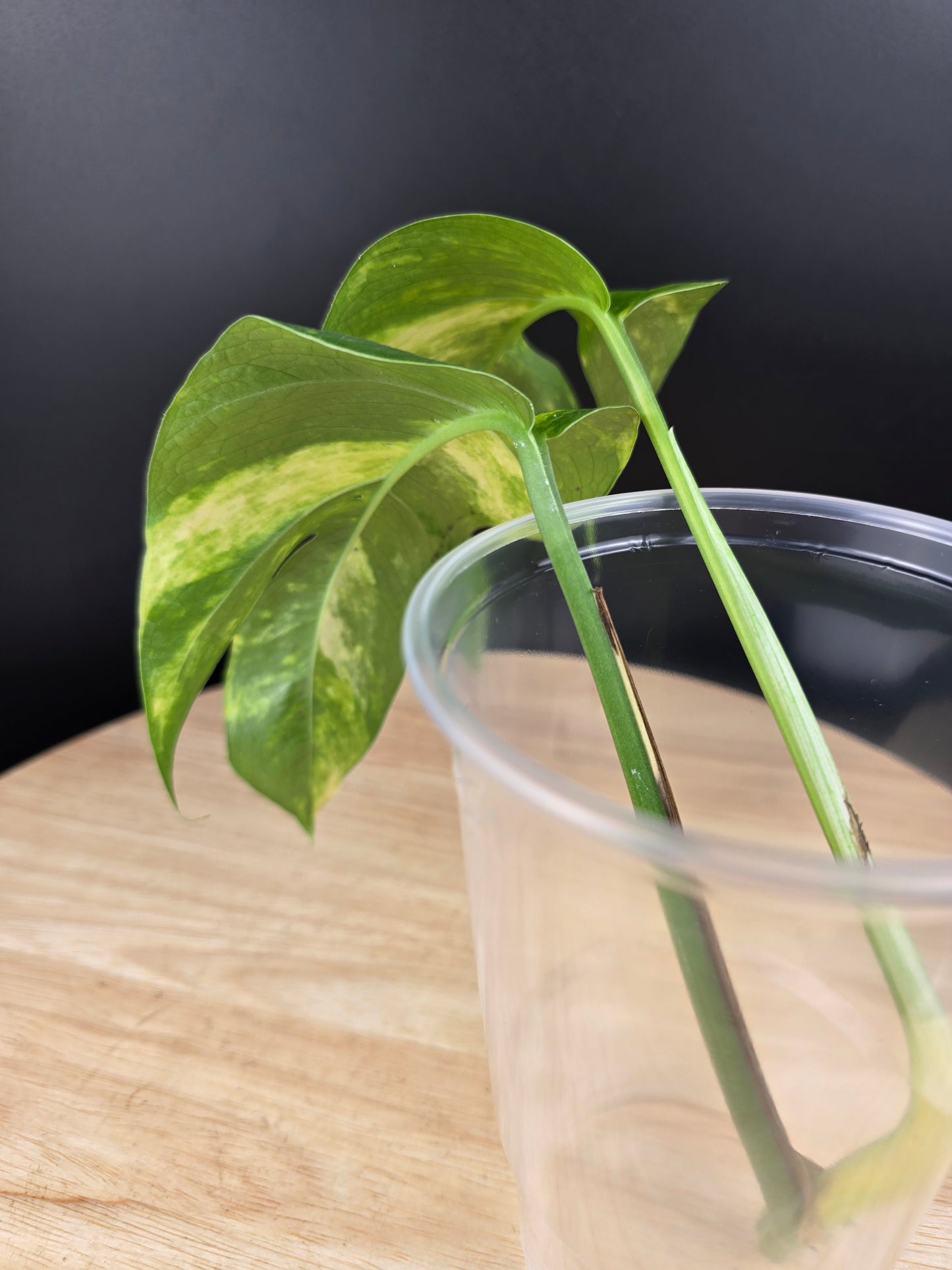 Epipremnum Pinnatum Cintho Goldfinger (Cutting 2)