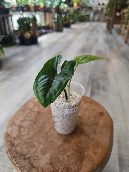 Syngonium sp. Costa Rica (JP)