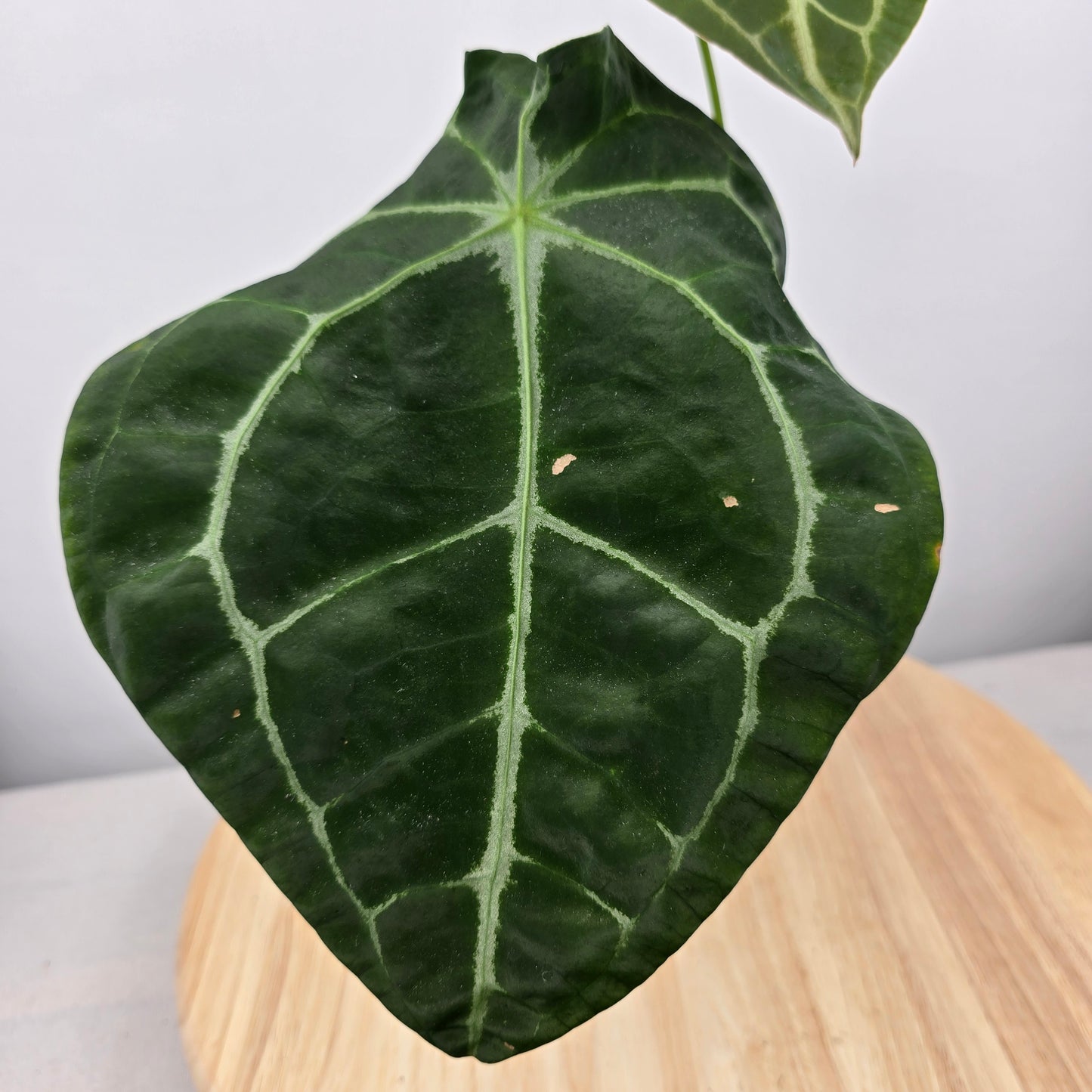 Anthurium forgetii x nigrolaminum gigi