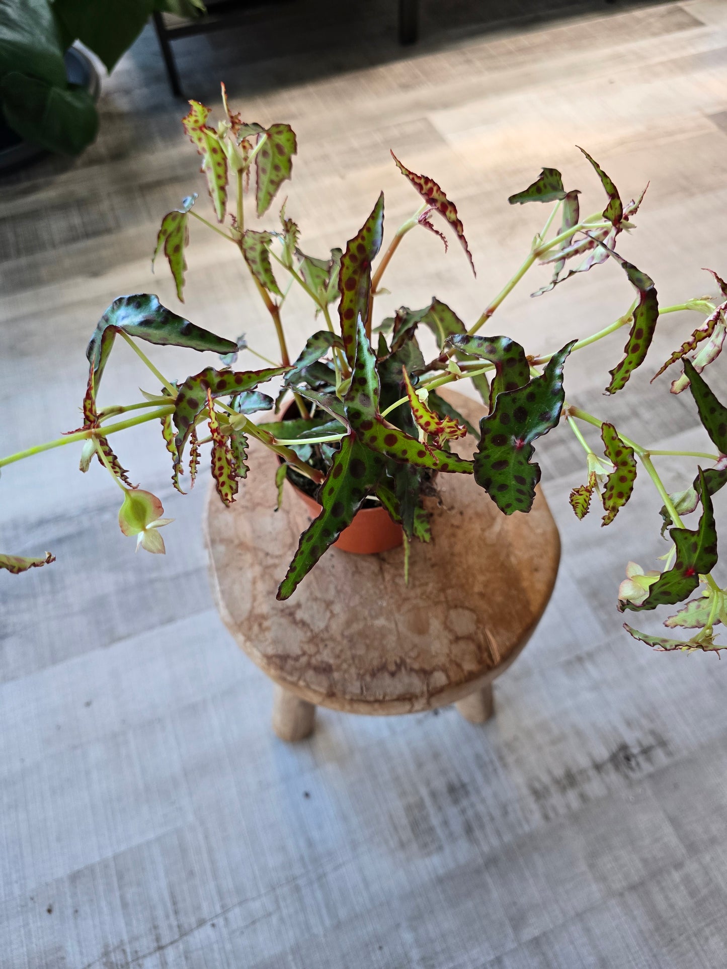 Begonia Amphioxus