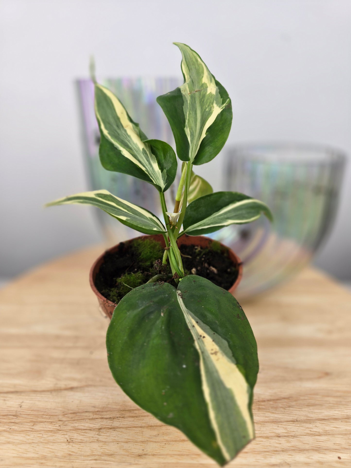 Philodendron hederaceum 'Rio'