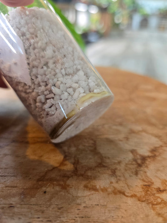 Monstera Lechleriana variegata (RC5)