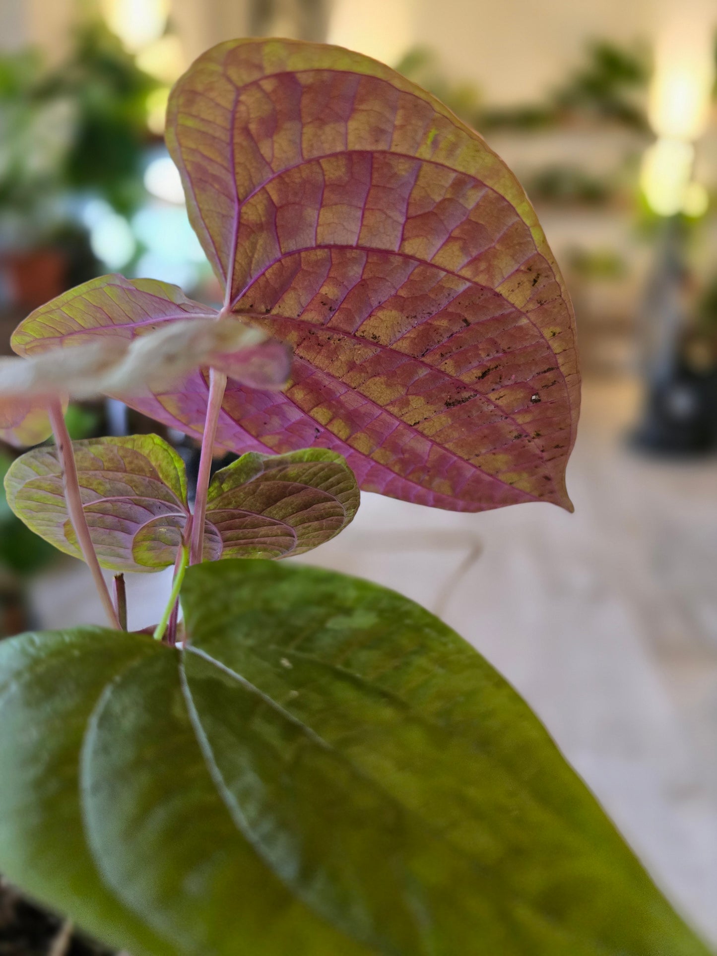 Dioscorea discolor