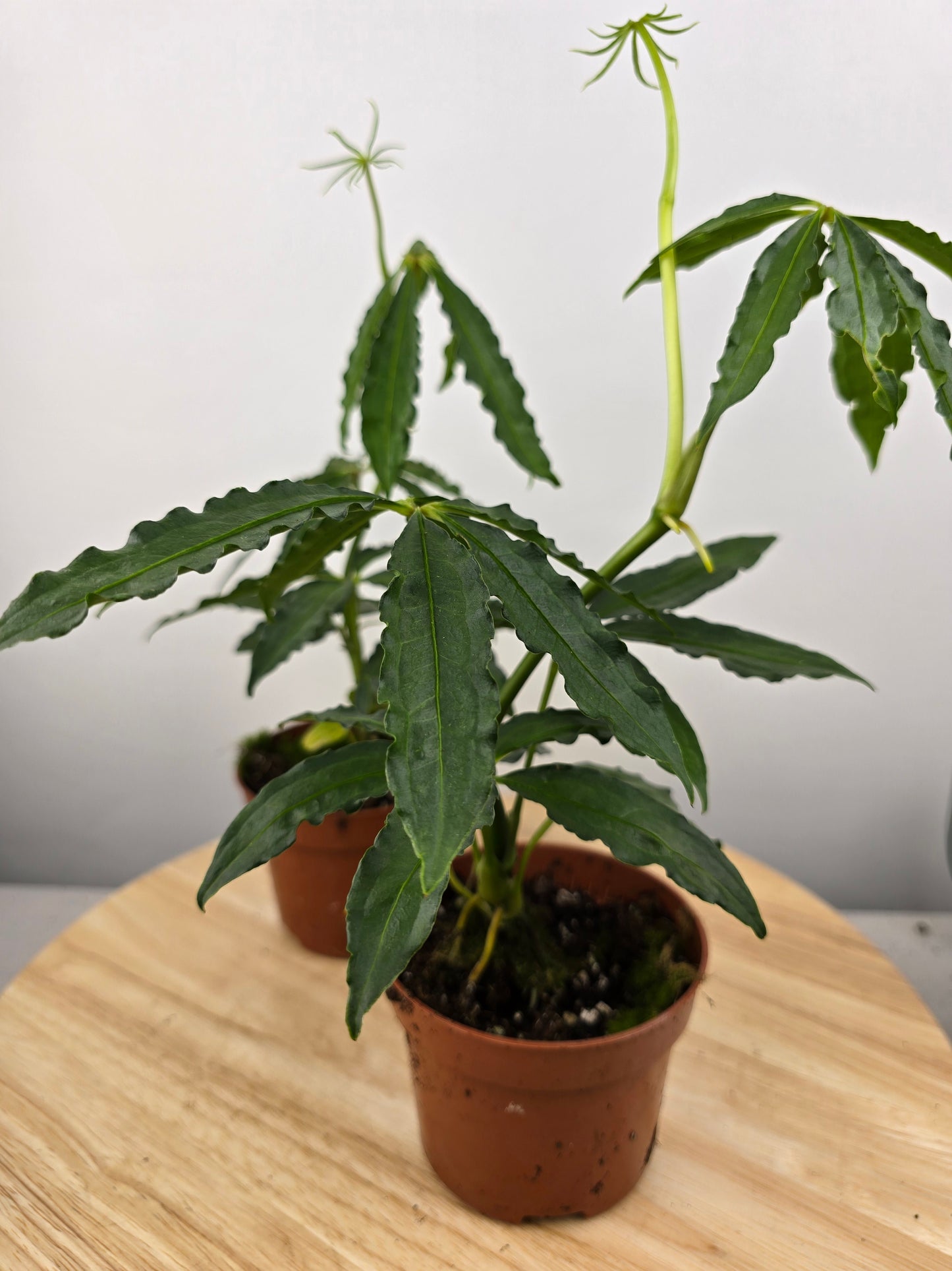 Anthurium polyschistum