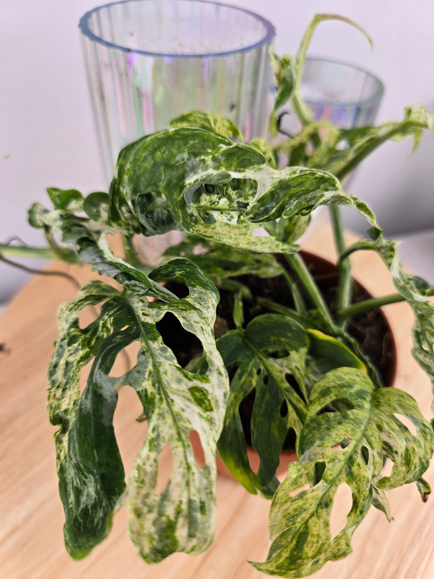Monstera Frozen Freckles