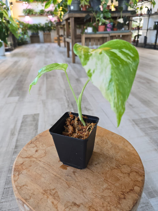 Monstera Borsigiana albo variegata