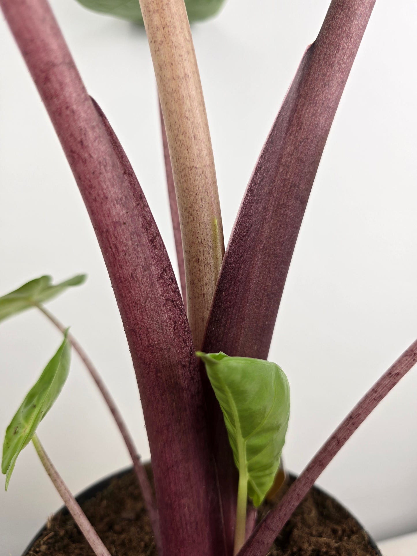 Alocasia Imperial Red