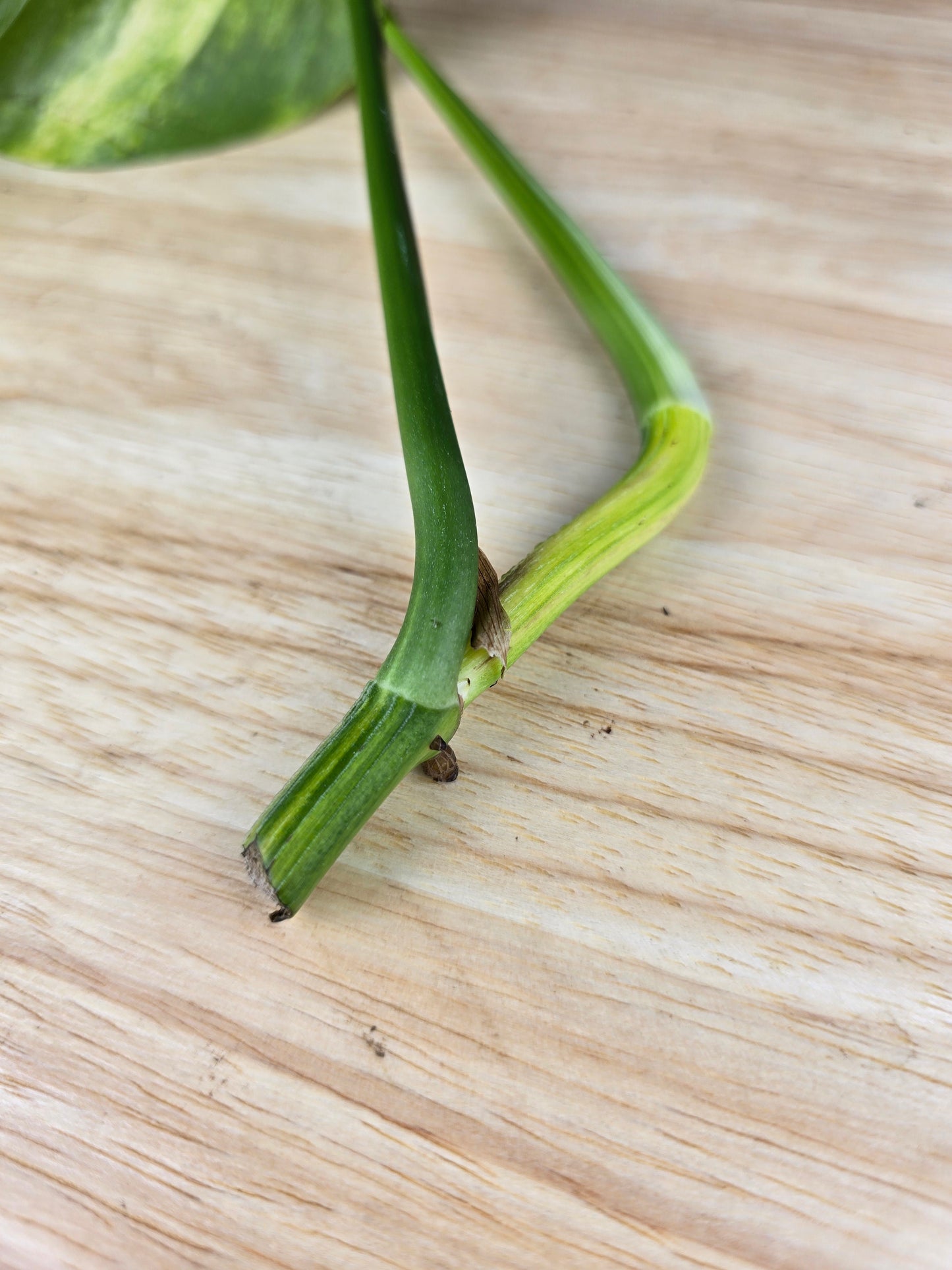 Epipremnum Pinnatum Cintho Goldfinger (Cutting 2)