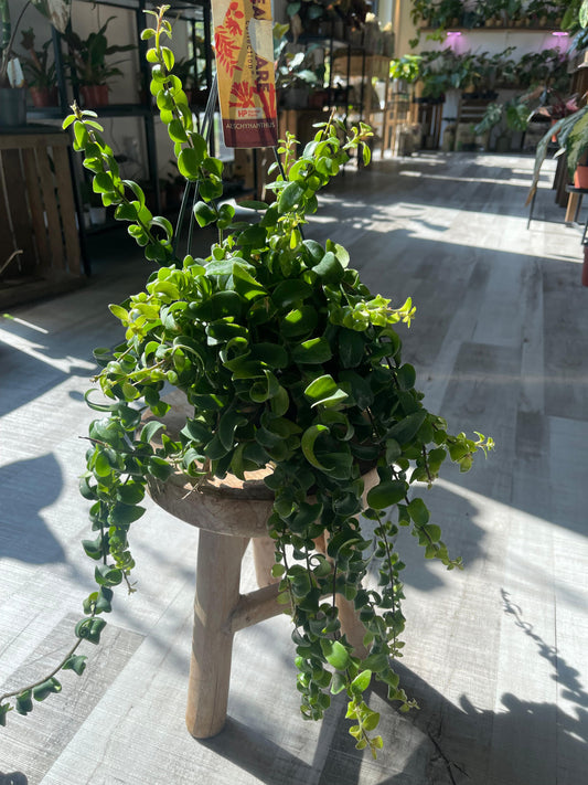 Aeschynanthus Rasta