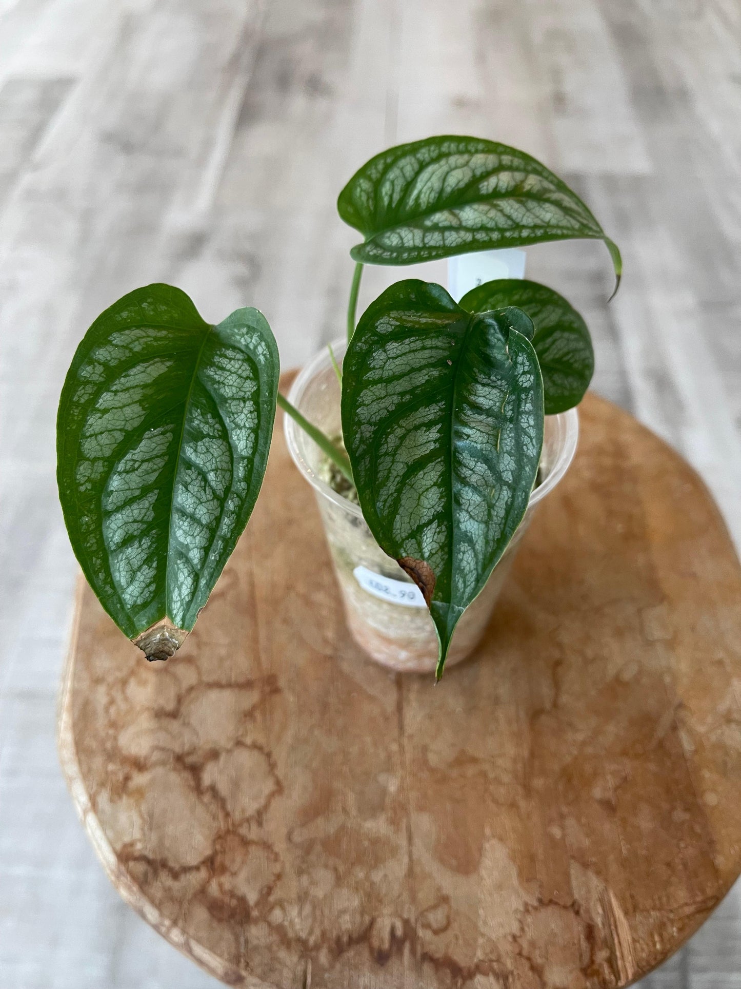 Monstera Siltepecana 'El Salvador'