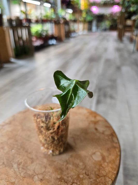 Alocasia Loco (JP1)