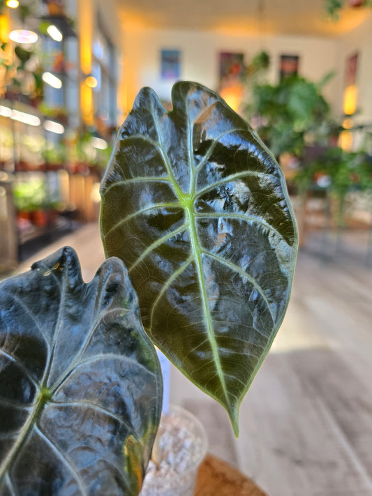 Alocasia Suhirmaniana Red Petiole