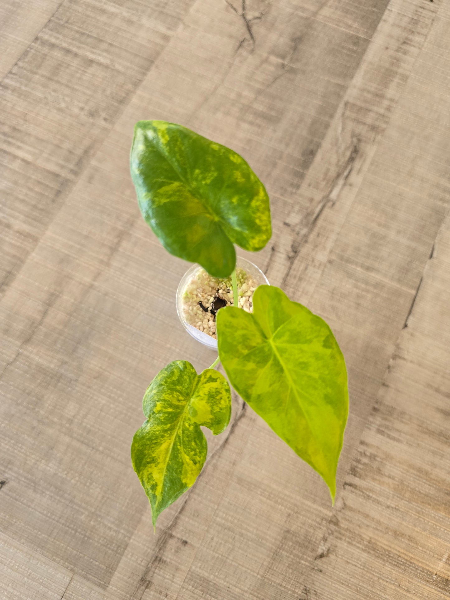 Alocasia Macrorrhiza Aurea Variegata (JP)