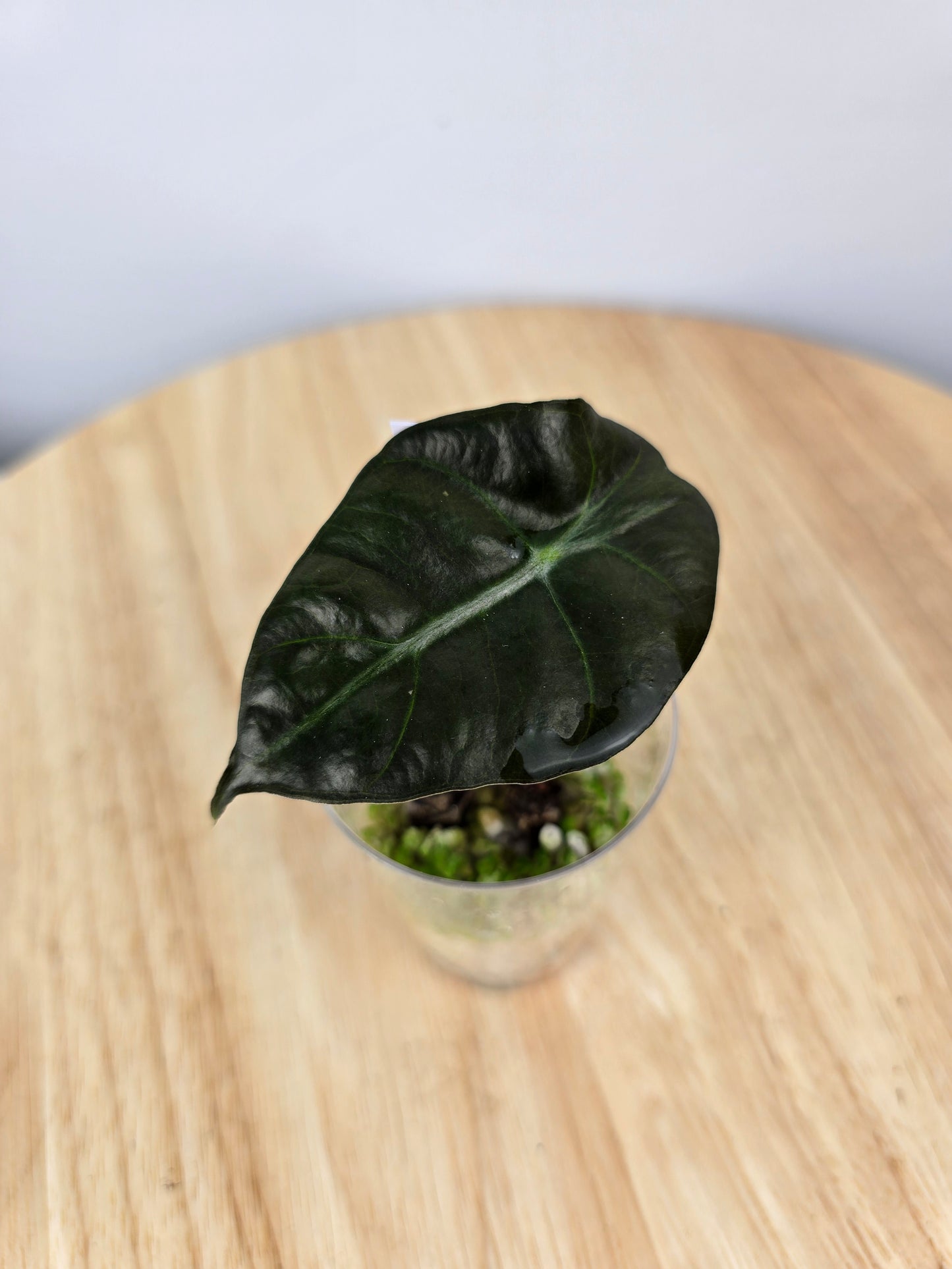 Alocasia Polly (JP)