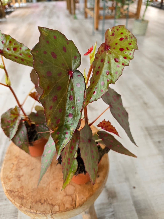 Begonia Amphioxus x Malachosticta