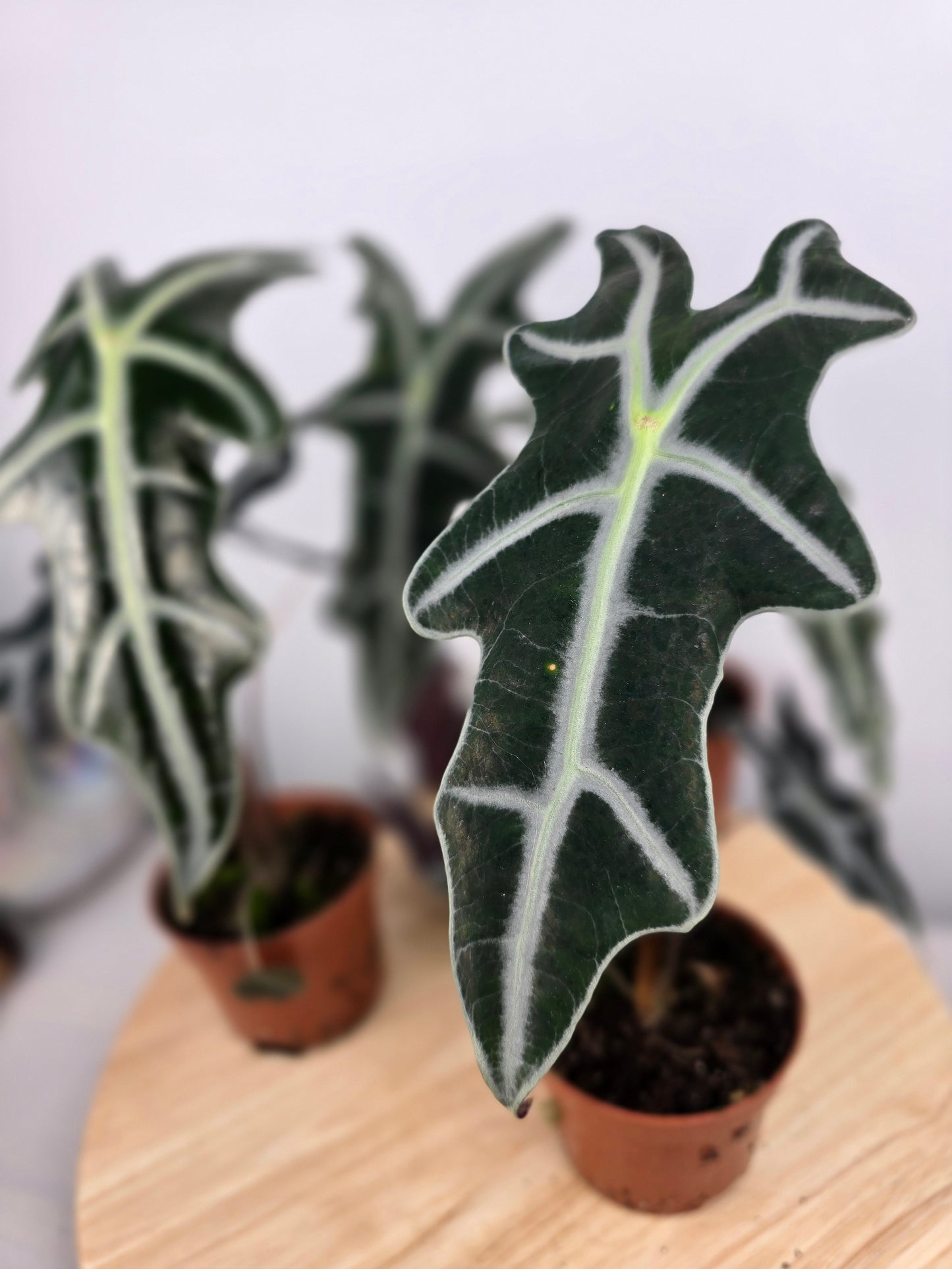 Alocasia Sanderiana 'Nobilis'