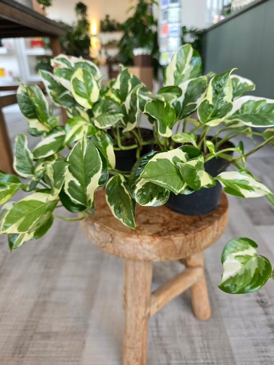 Epipremnum Pinnatum N'Joy