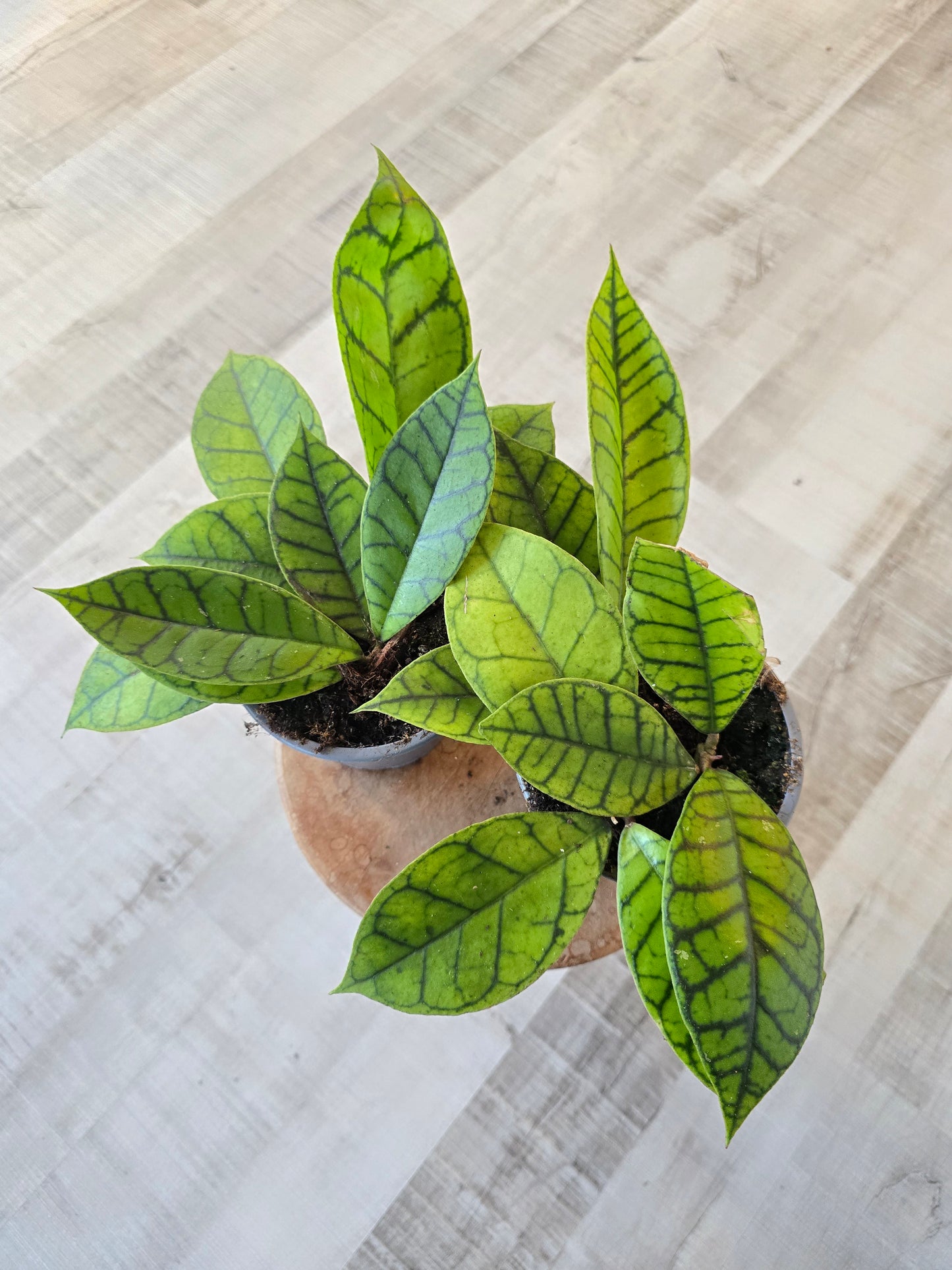 Hoya callistophylla