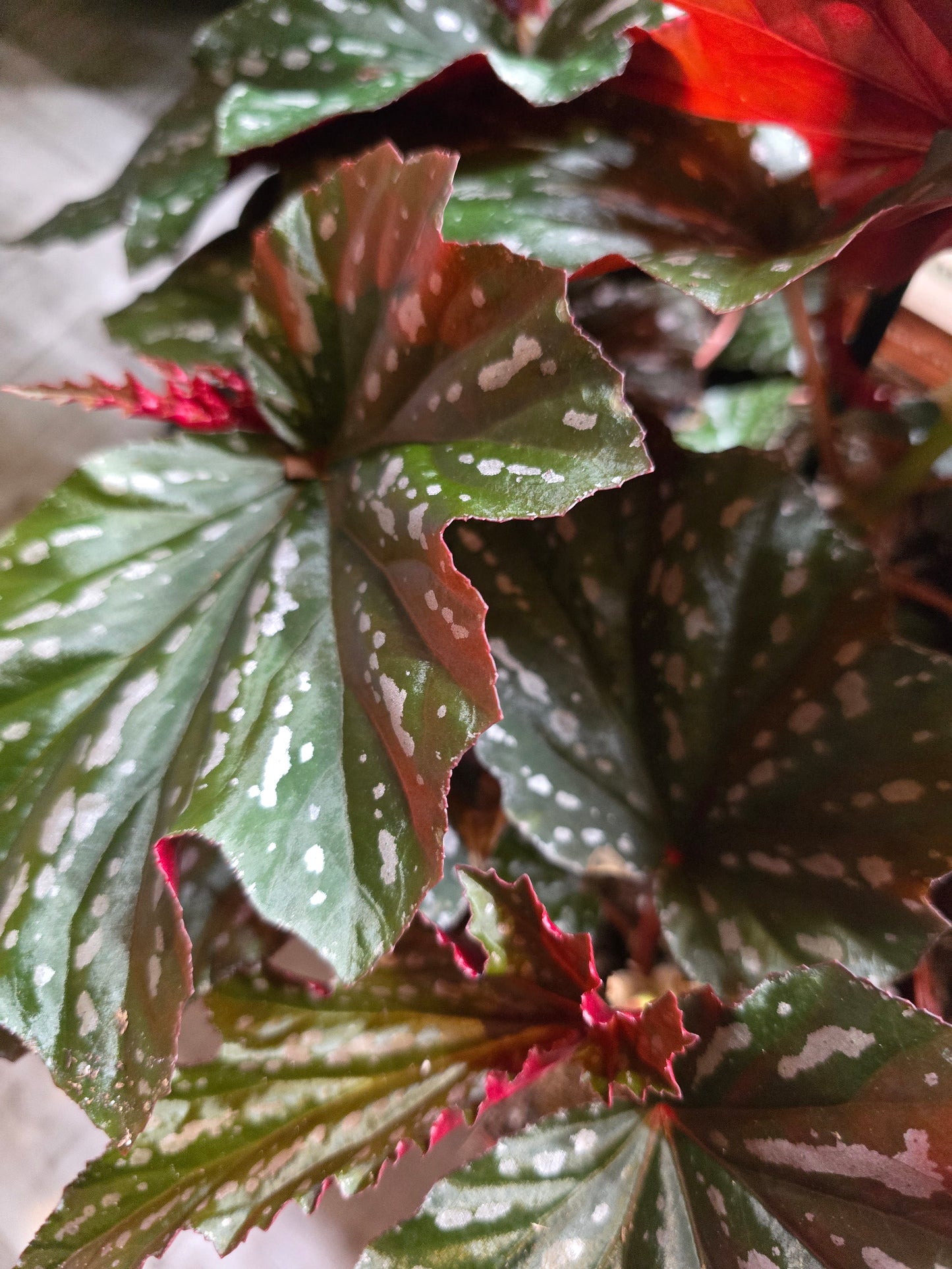 Begonia Aiai