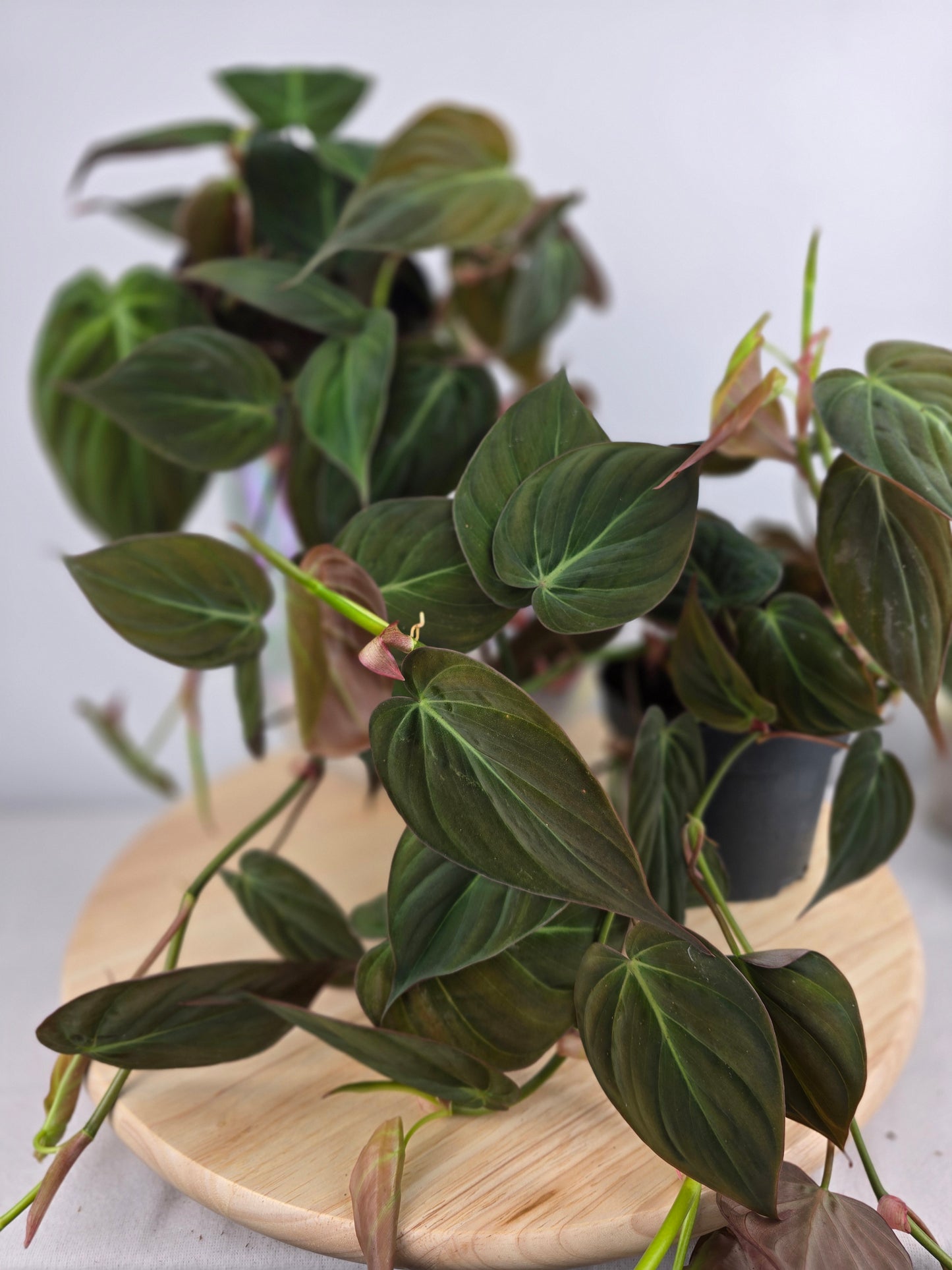 Philodendron scandens micans