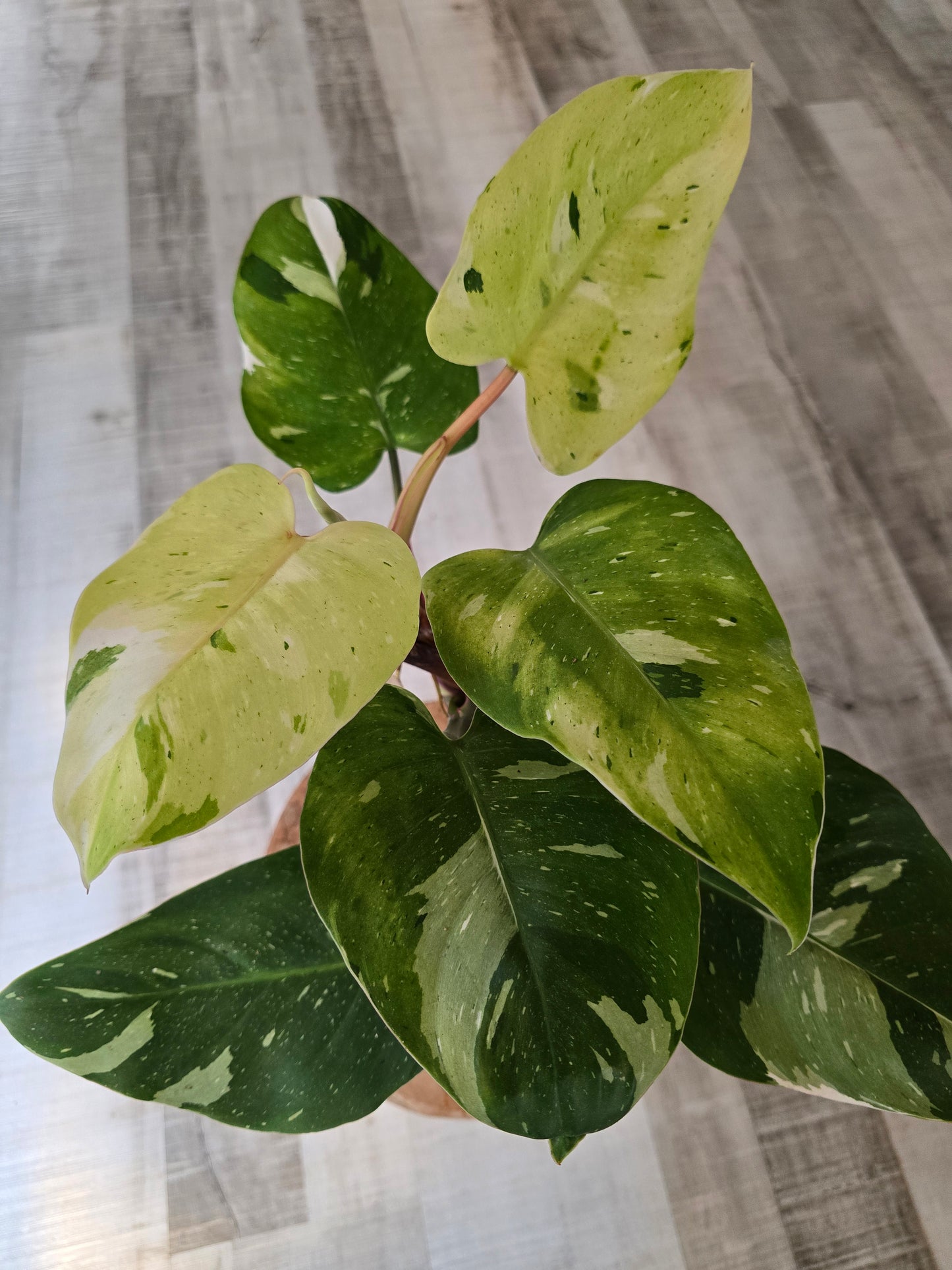 Philodendron Fresh Aurea