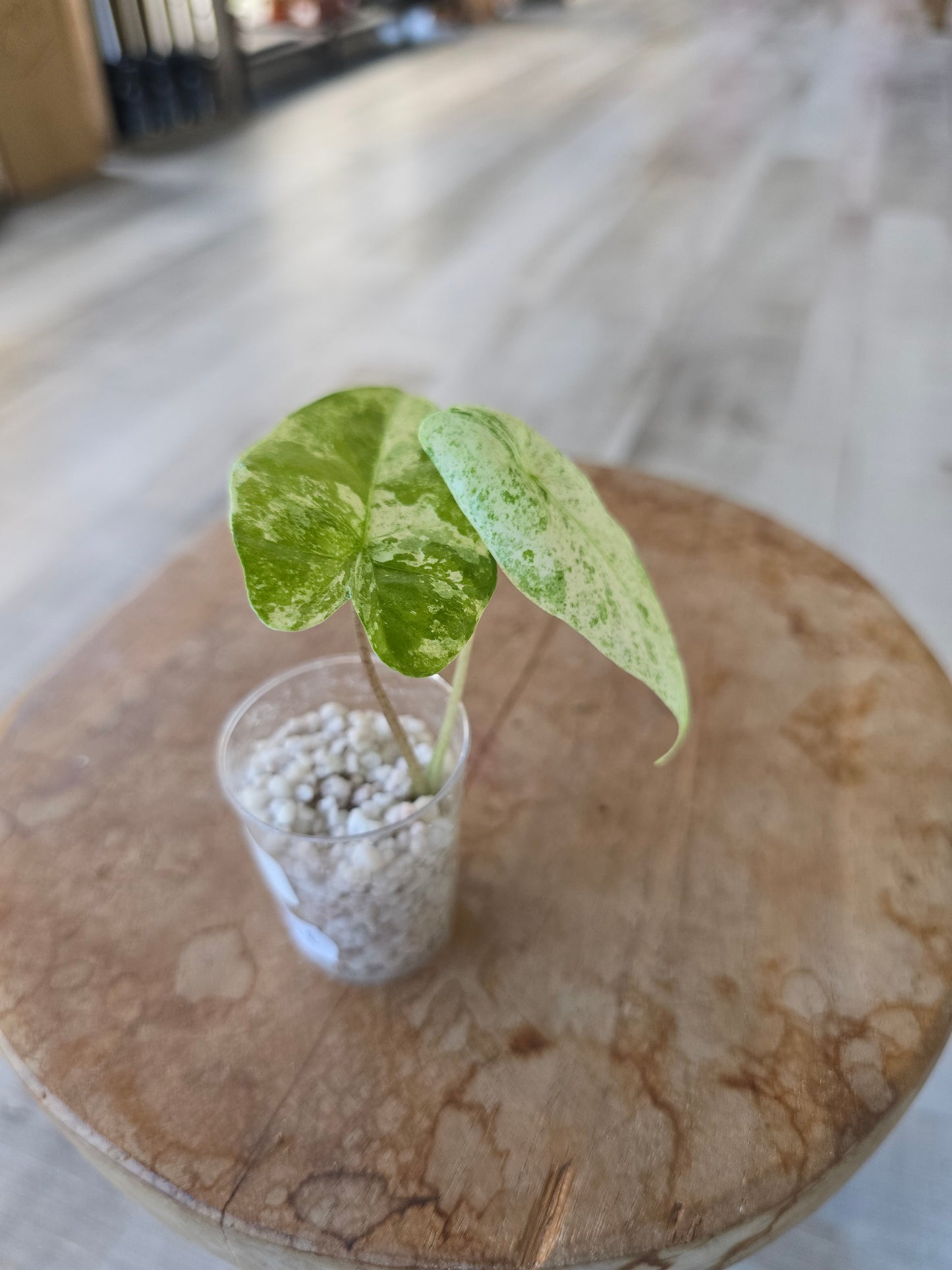 Alocasia Macrorrhiza Splash (JP)