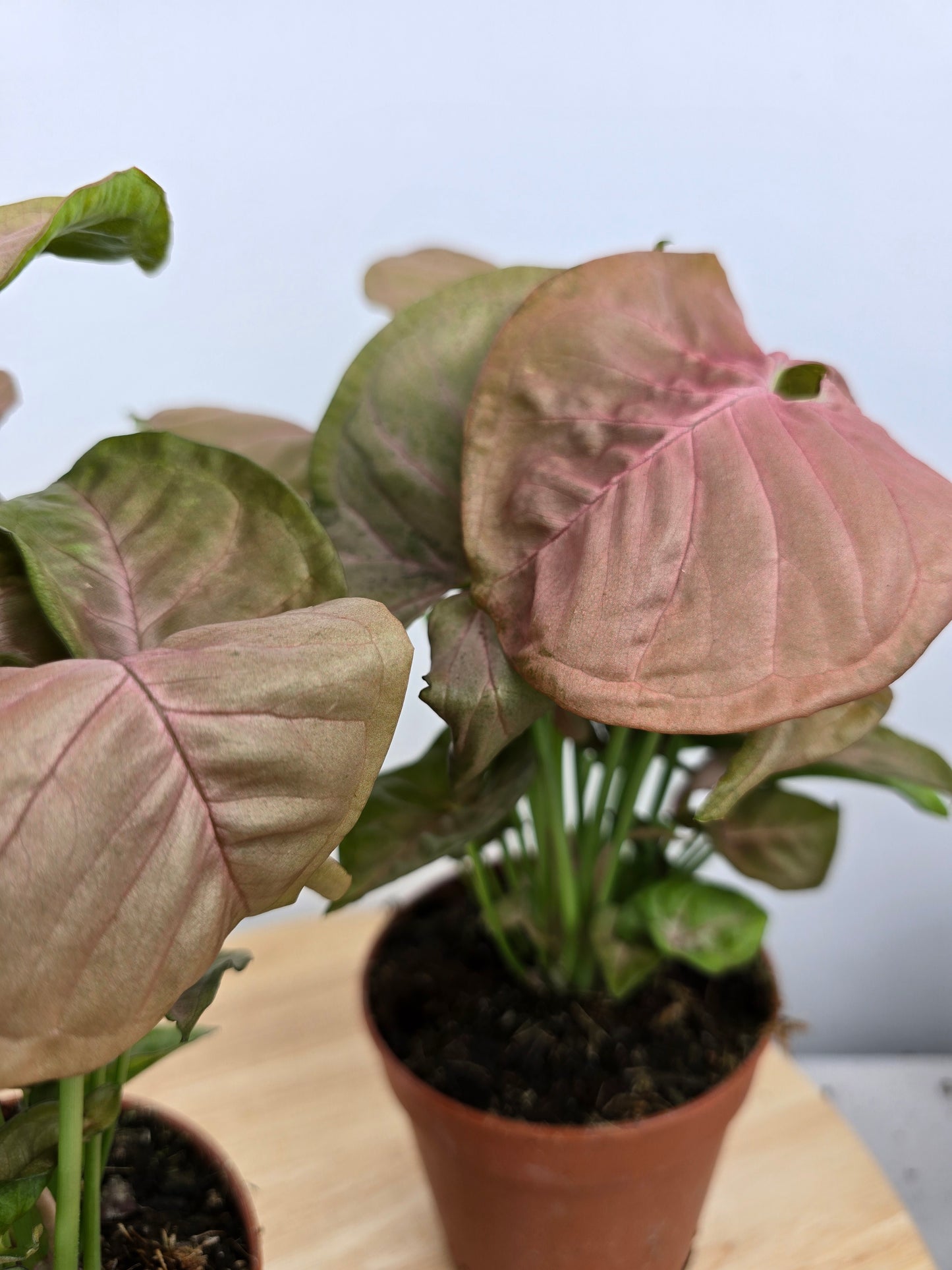 Syngonium Podophyllum 'Neon'