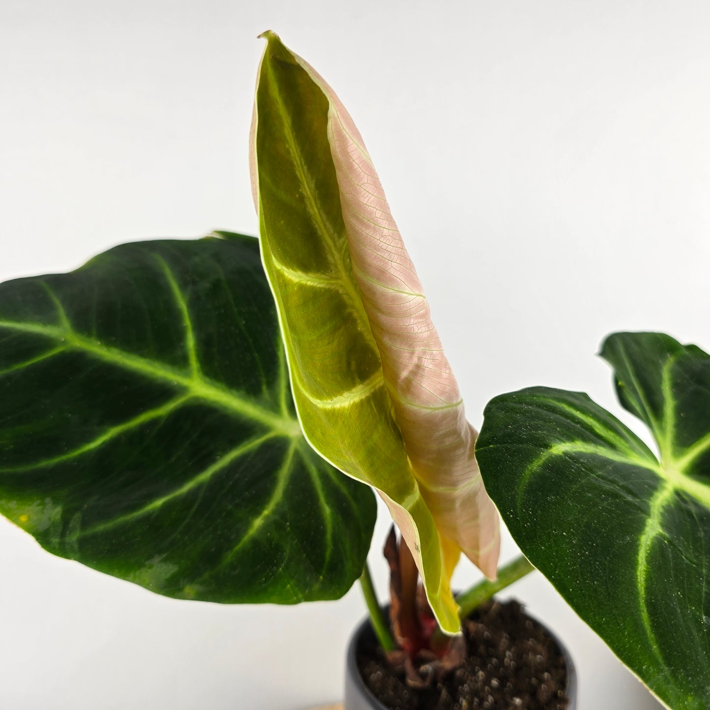 Philodendron luxurians