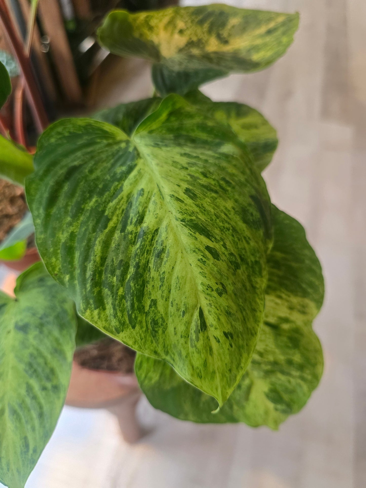 Homalomena Red Stem variegata