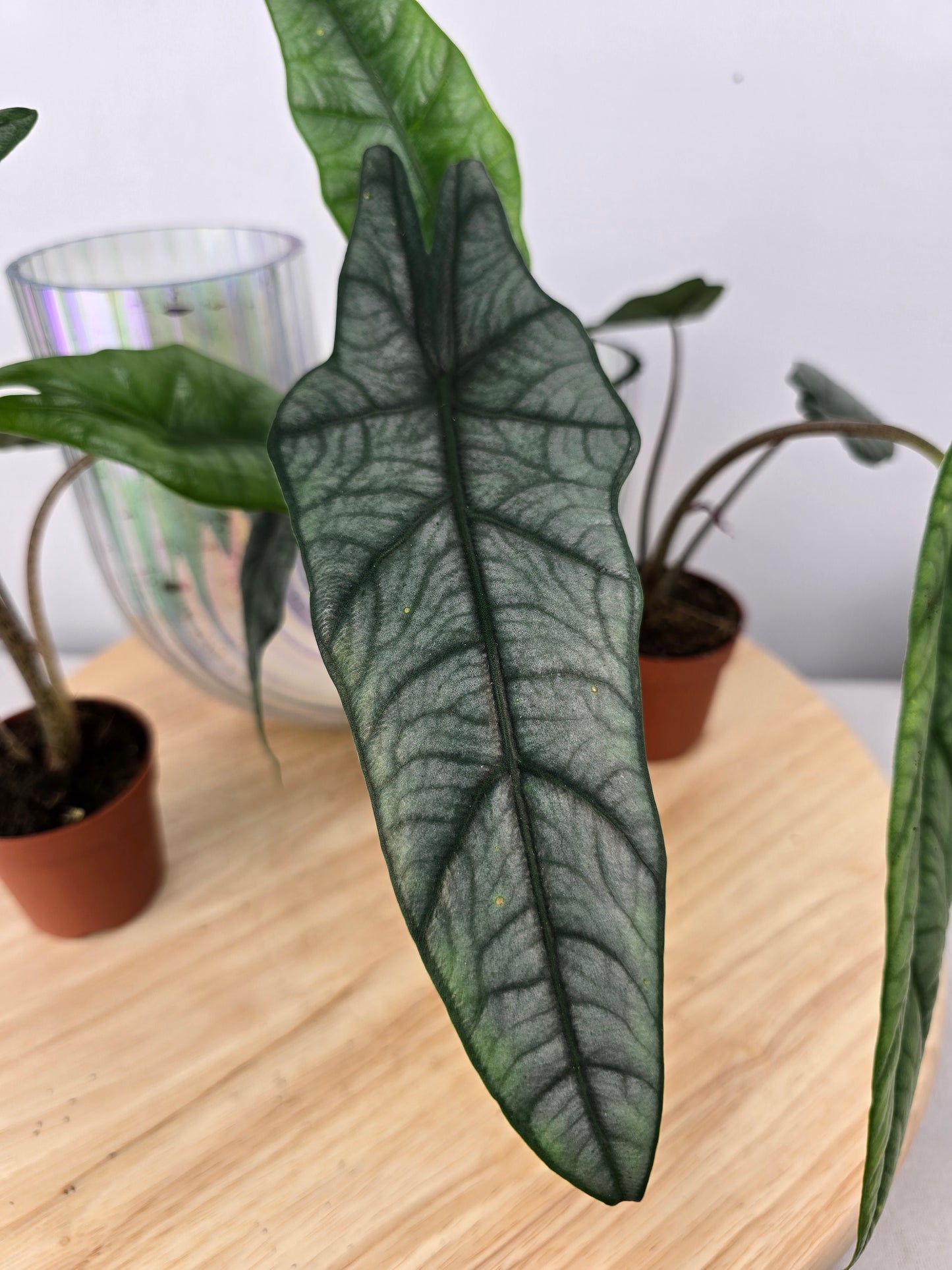 Alocasia heterophylla 'Metallic Blue'