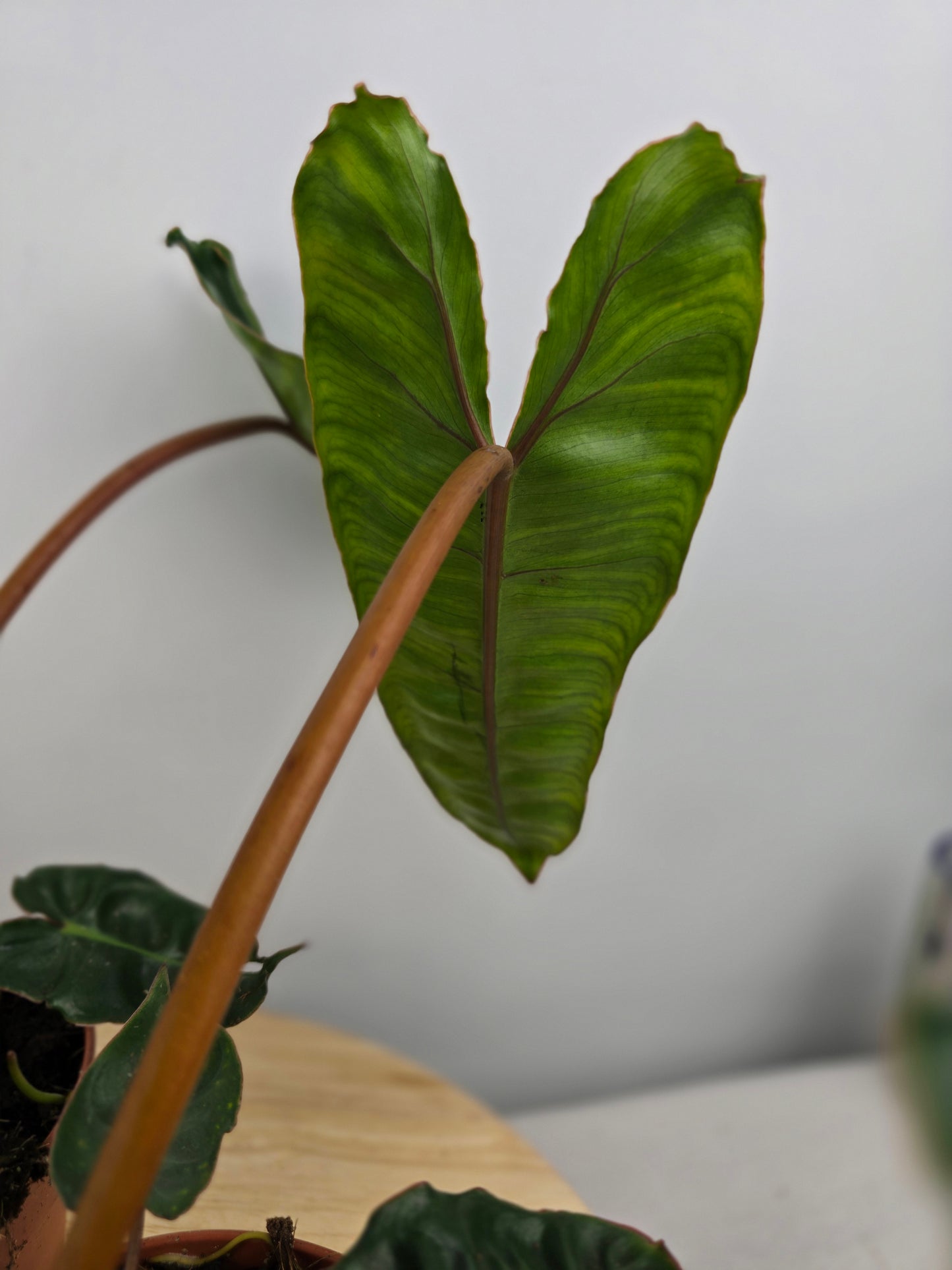 Philodendron billietiae
