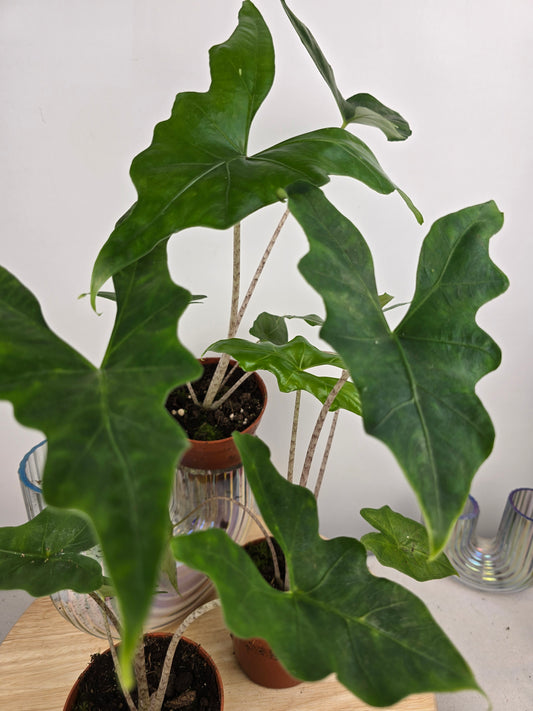 Alocasia nycteris 'Bat Wing'