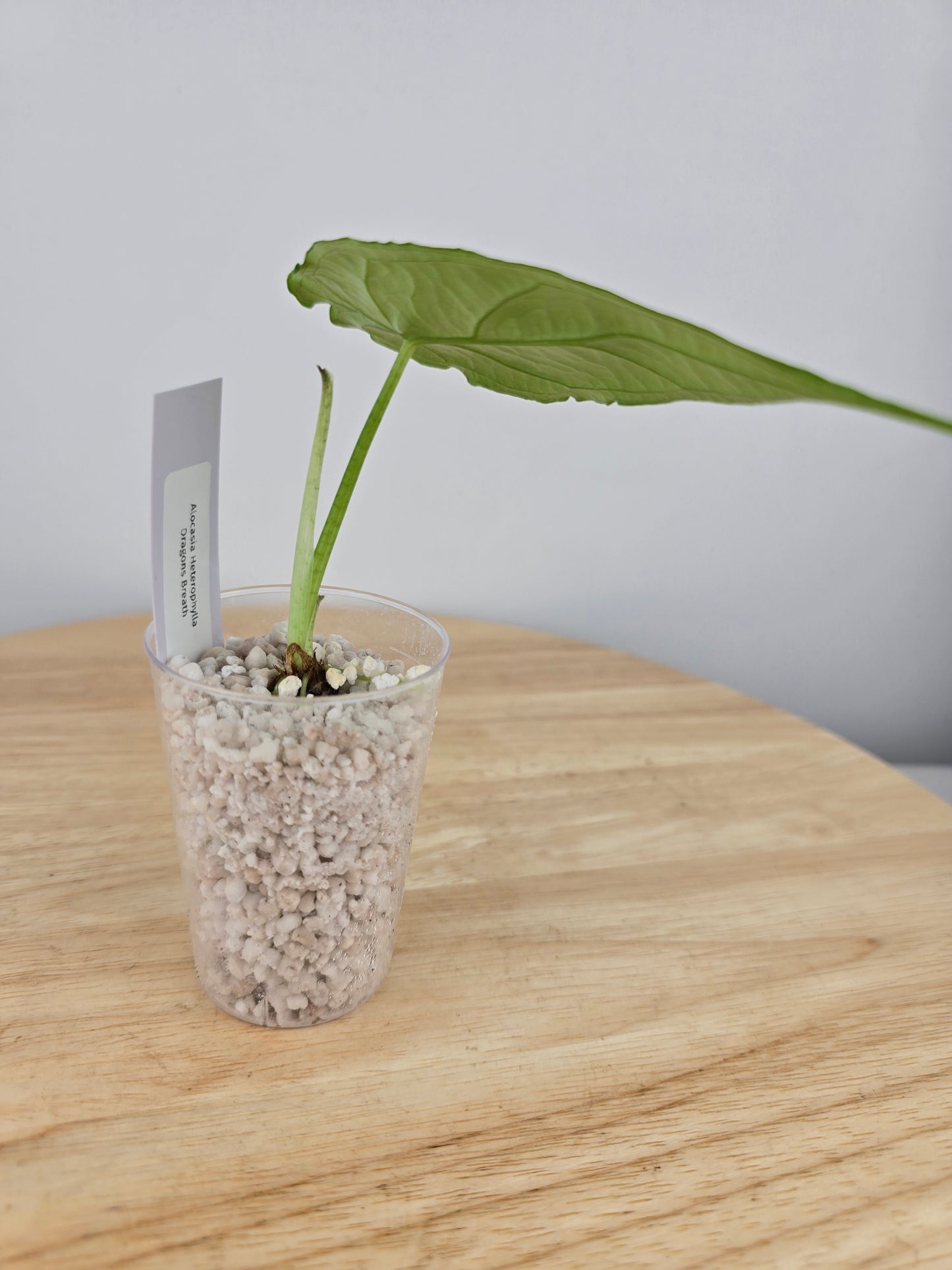 Alocasia Heterophylla Dragon's Breath (JP)