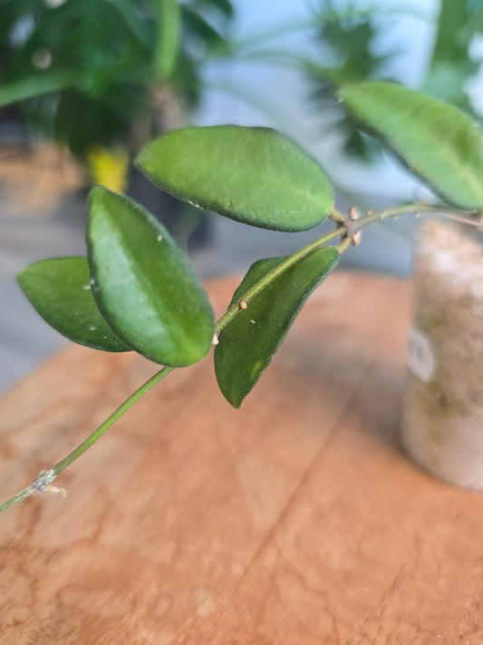 Hoya Rosita (RC)