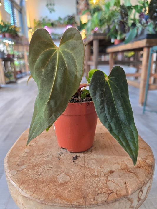 Anthurium Papillilaminum Guna Yala x BVEP