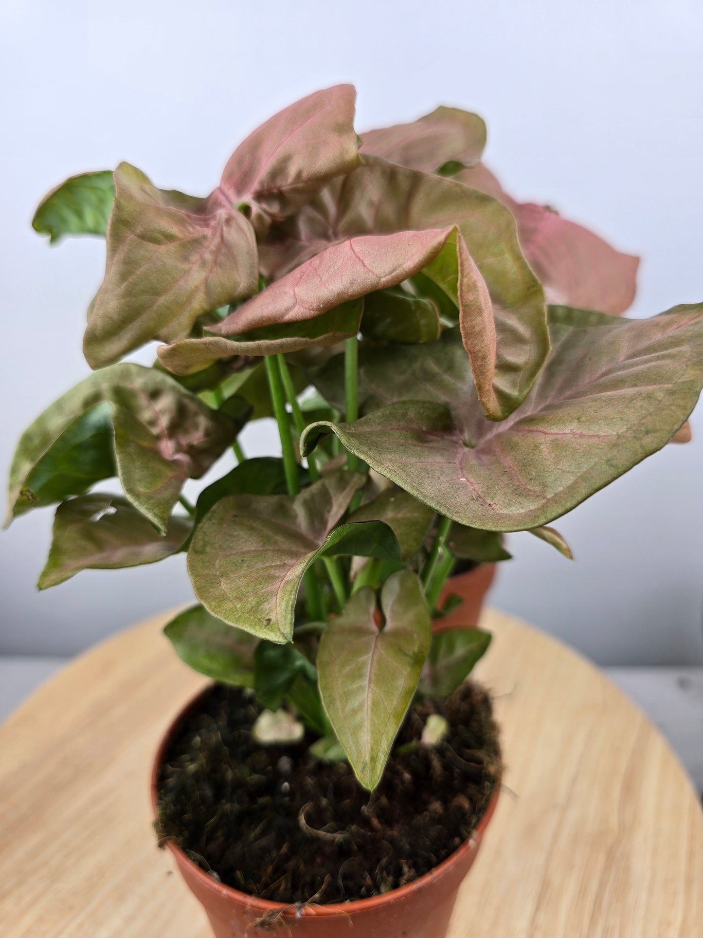 Syngonium Podophyllum 'Neon'