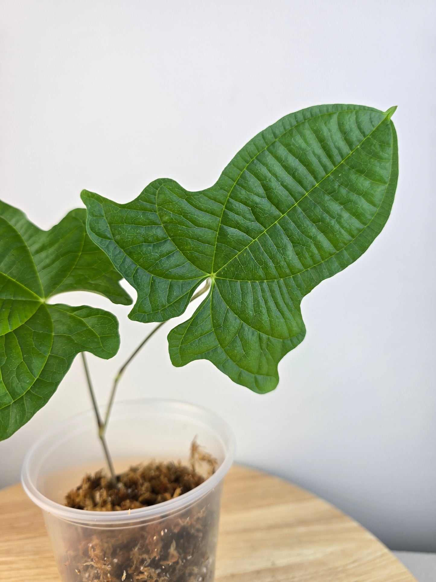 Dioscorea sansibarensis (JP)