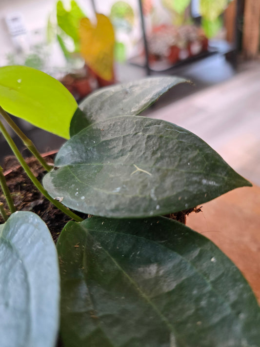 Hoya sp Timor