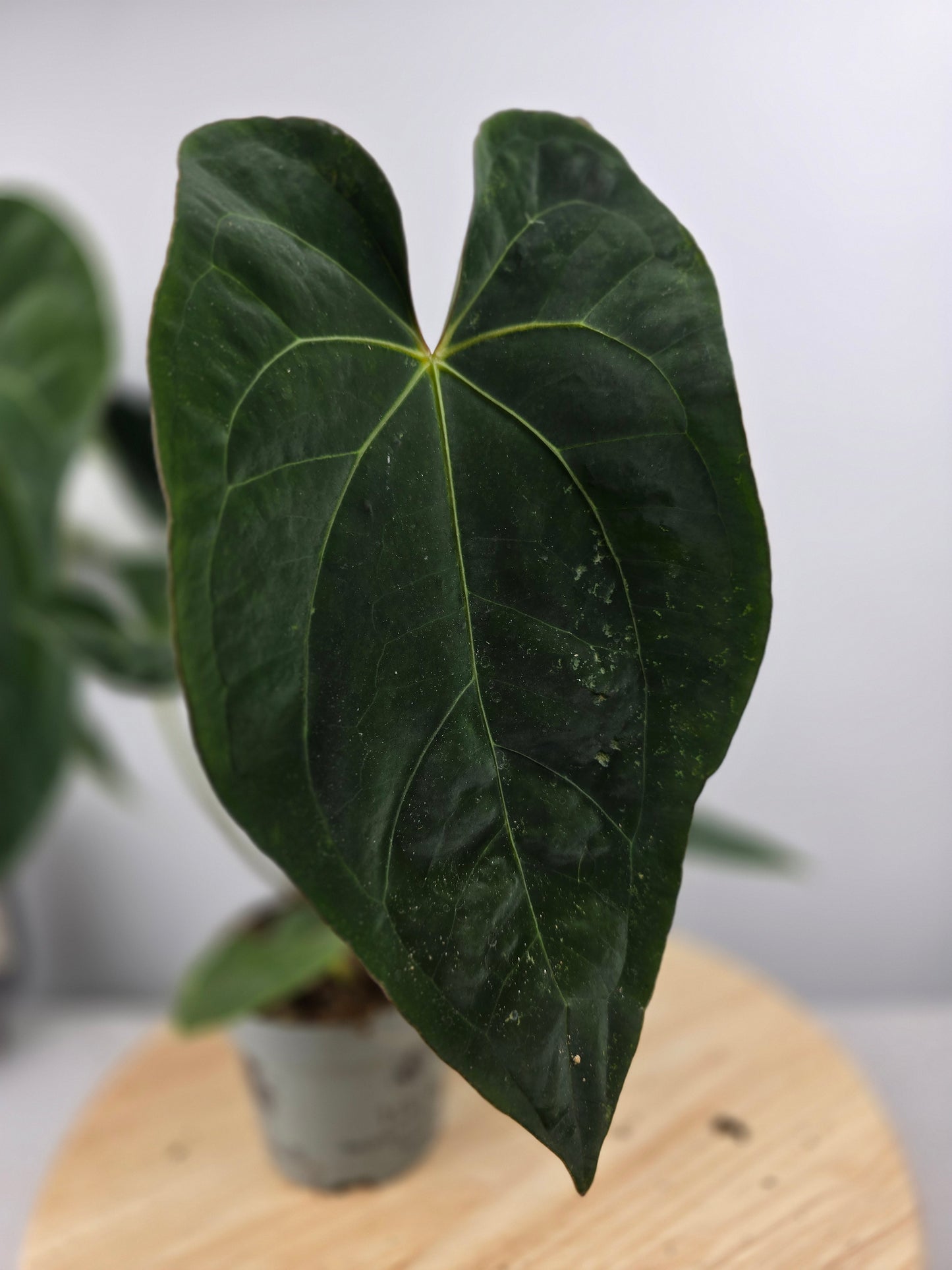 Anthurium 'Dark Phoenix'