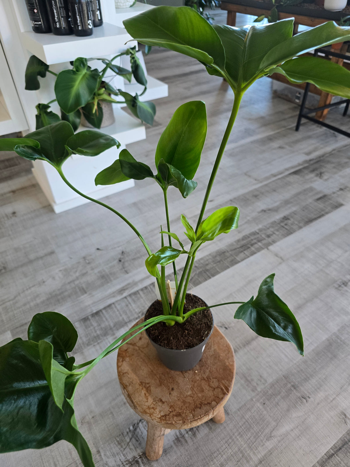 Philodendron ‘Fun Bun’