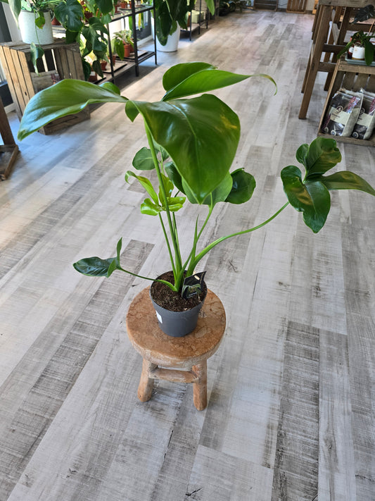 Philodendron ‘Fun Bun’