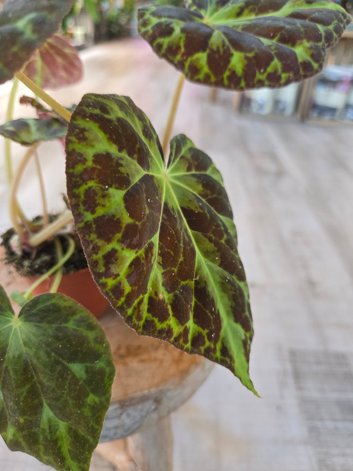 Begonia Barsalouxiae