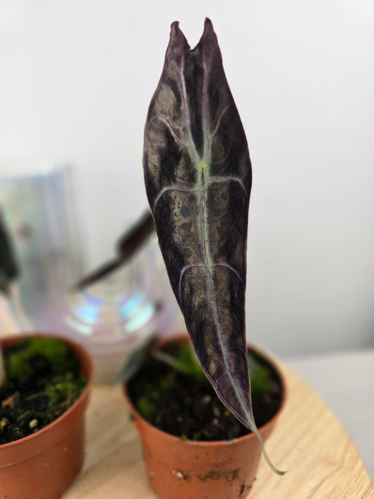 Alocasia Longiloba 'Purple'