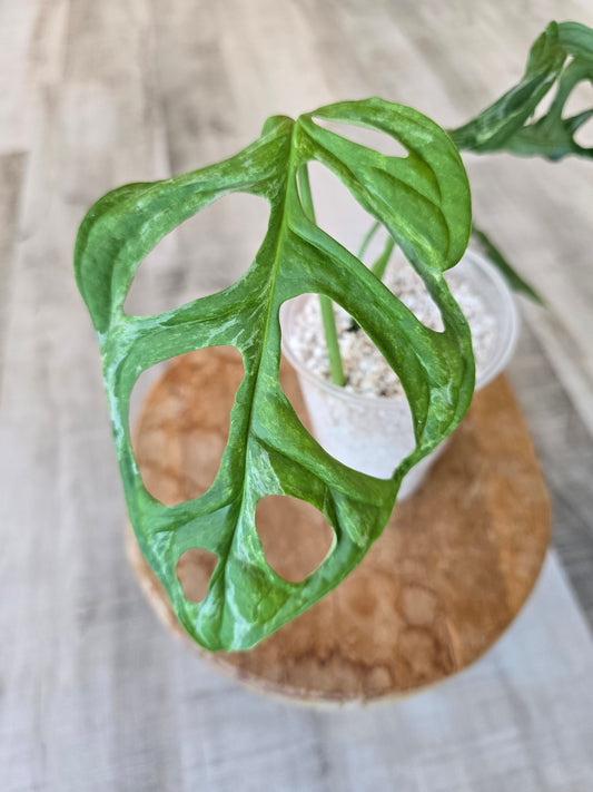 Monstera adansonii indonesian marble (JP2)