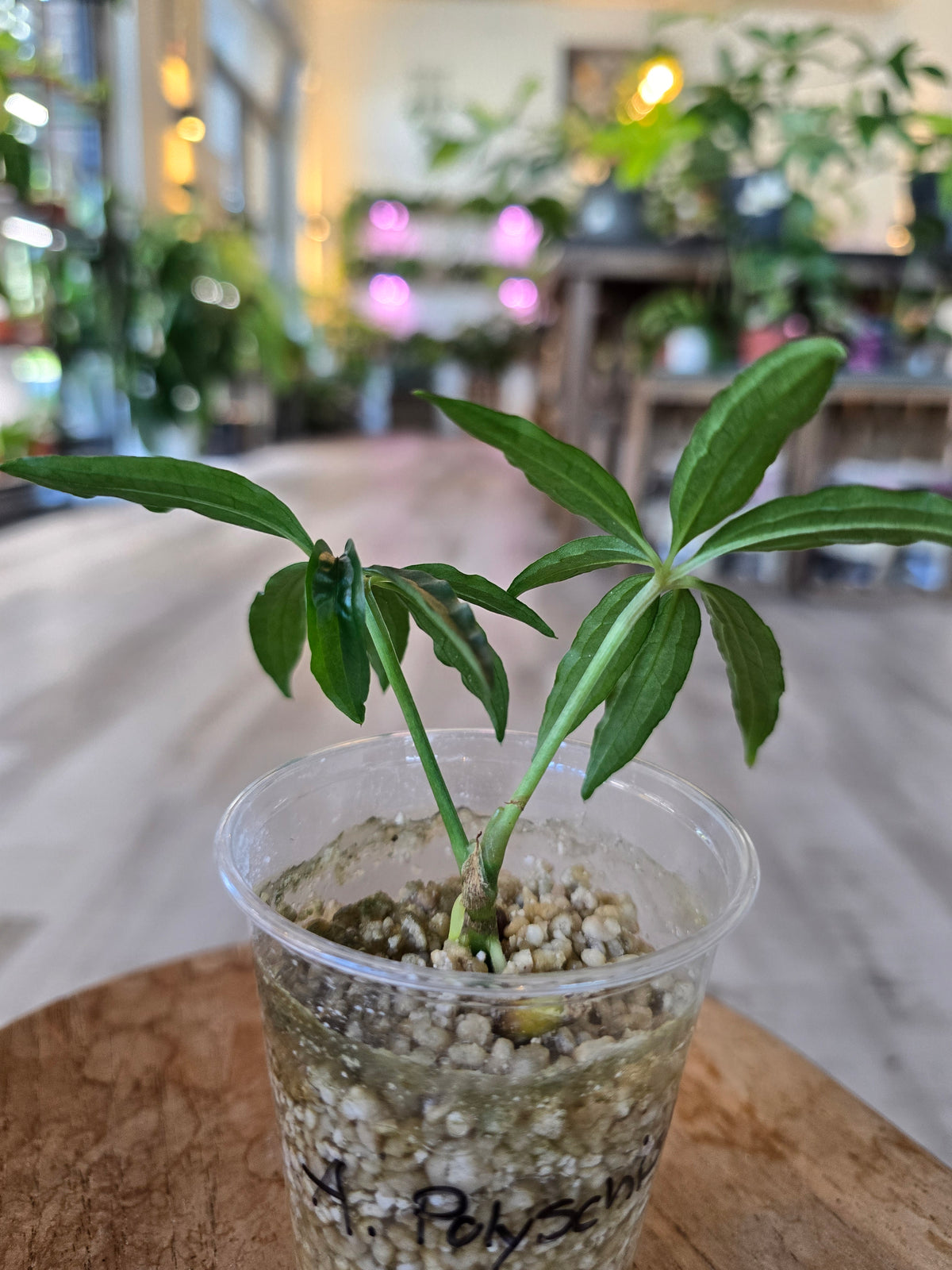 Anthurium Polyschistum (JP)