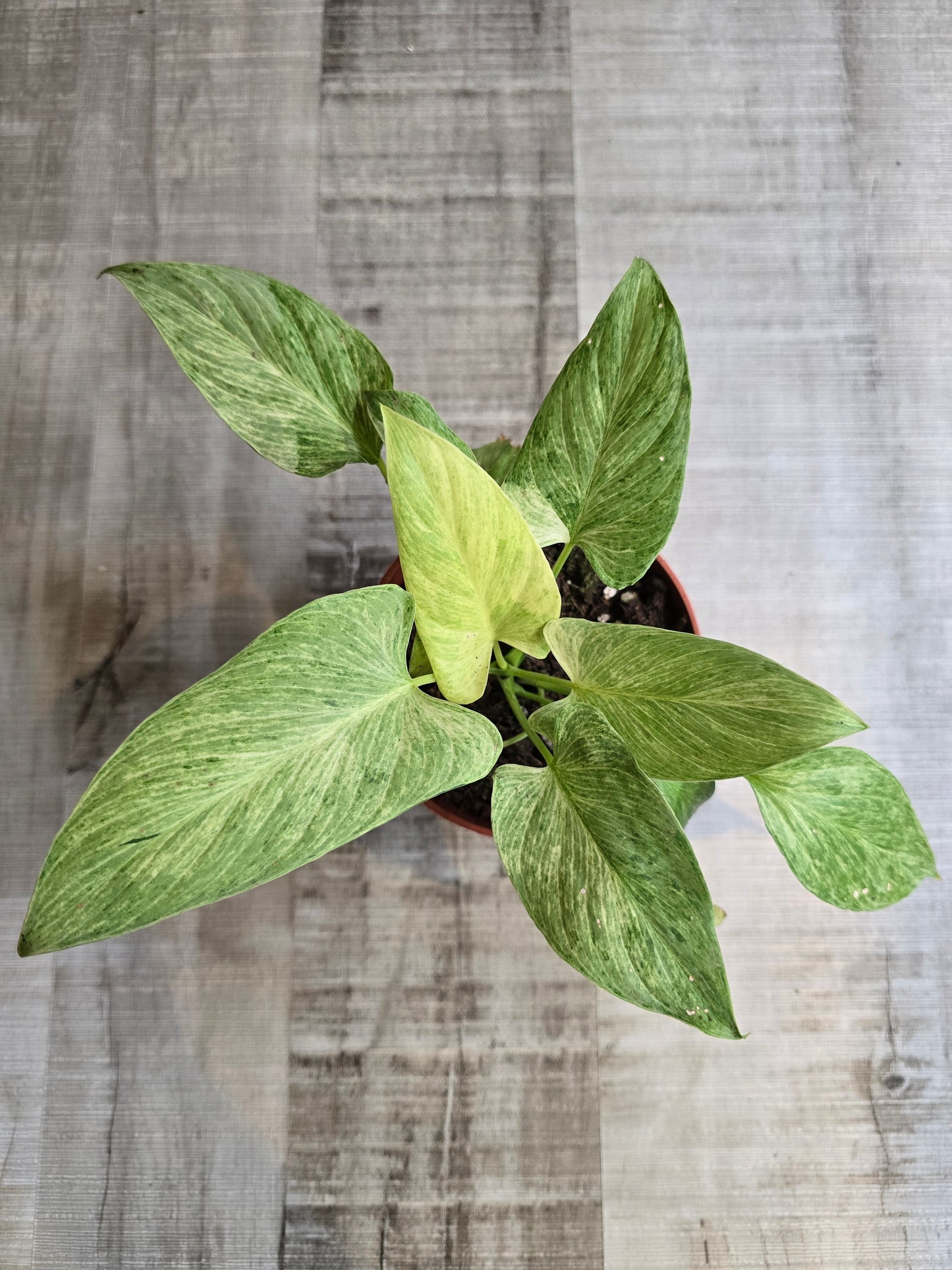 Homalomena sulcata Cream Frost