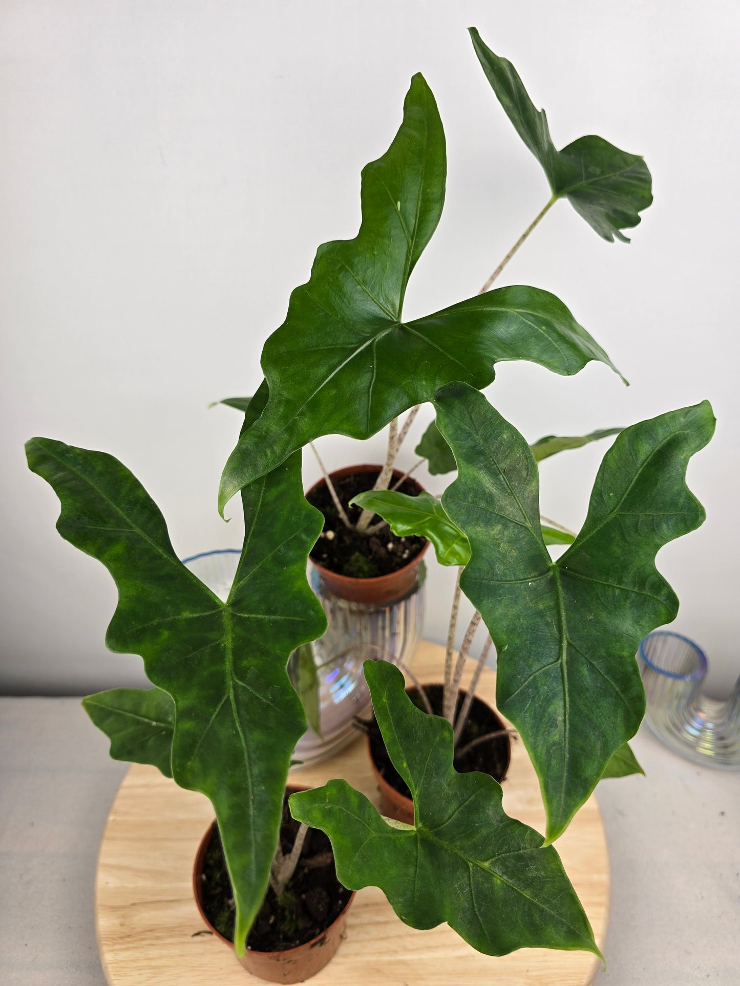 Alocasia nycteris 'Bat Wing'
